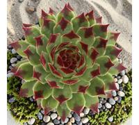 Carbeth Plants 3 X Sempervivum Chick Charms Mint Marvel In 12Cm Pot - Hardy Succulent Outdoor Plant