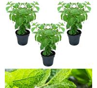 Carbeth Plants 3 X Slug Off Mint Plants In 9Cm Pots - Aromatic Plants To Deter Slugs