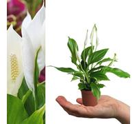 Carbeth Plants 3 X Spathiphyllum Peace Lily In 7Cm Pots - Mini Air Purifying Potted Indoor Plant - Live Evergreen Houseplant Perfect For Gifting