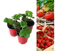 Carbeth Plants 3 X Strawberry Cambridge Favourite Fruit Plants - Hardy Garden Bushes In 9Cm Pots