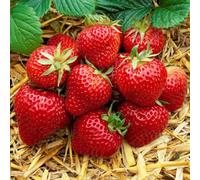 Carbeth Plants 3 X Strawberry Cambridge Favourite Fruit Plants - Hardy Garden Bushes In 9Cm Pots - Grow Your Own