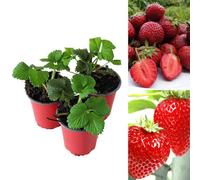 Carbeth Plants 3 X Strawberry Honeoye Fruit Plants - Hardy Garden Bushes In 9Cm Pots