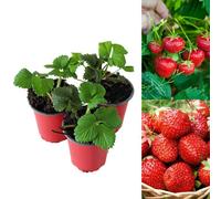 Carbeth Plants 3 X Strawberry Mixed Fruit Plants - Hardy Garden Bushes In 9Cm Pots - Grow Your Own