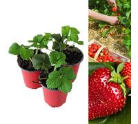 Carbeth Plants 3 X Strawberry Red Gauntlet Fruit Plants - Hardy Garden Bushes In 9Cm Pots