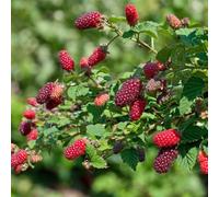 Carbeth Plants 3 X Tayberry Buckingham Fruit Plant In 9Cm Pot - Raspberry & Blackberry Hybrid Fruit - Heavy Cropping