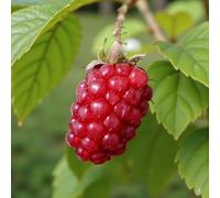 Carbeth Plants 3 X Tayberry Medana Fruit Plant In 9Cm Pot - Raspberry & Blackberry Hybrid Fruit - Heavy Cropping