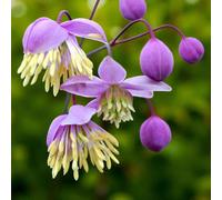 Carbeth Plants 3 X Thalictrum Delavayi Bare Root Lilac Summer To Autumn Flowering Meadow Rue Perennial