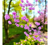 Carbeth Plants 3 X Thalictrum Hewitt's Double Bare Root Tall Double Lavender Chinese Meadow Rue Summer To Autumn Perennial