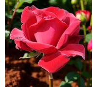 Carbeth Plants 3 X Thinking Of You Bare Root Rose - Fragrant, Hardy & Repeat Flowering Rose Bush