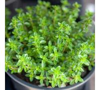 Carbeth Plants 3 X Thyme Plants In 9Cm Pots - Perfect For Patio Pots Or Garden Borders