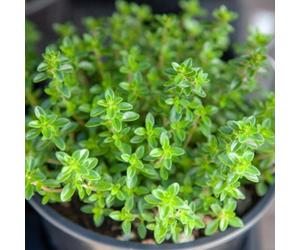 Carbeth Plants 3 X Thyme Plants In 9Cm Pots - Perfect For Patio Pots Or Garden Borders