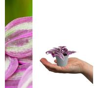 Carbeth Plants 3 X Tradescantia Pink Paradise Mini Indoor Plant In 6Cm Pots - Fast Growing Wandering Dude Evergreen Variegated Foliage Houseplant