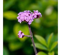 Carbeth Plants 3 X Verbena Lollipop Bare Root Compact Purple Flowering Low Maintenance Perennial For Summer To Autumn