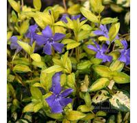 Carbeth Plants 3 X Vinca Illuminatio Periwinkle Evergreen Plants In 9Cm Pots Ready