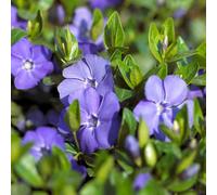 Carbeth Plants 3 X Vinca Minor Bowles In 9Cm Pots - Blue Periwinkle Flowers - Ready To Plant