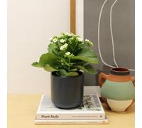 Carbeth Plants 3 X White Real Kalanchoe Plants Flaming Katy In 10.5Cm Pots - Low Maintenance Live Flowering Succulent Houseplant
