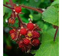Carbeth Plants 3 X Wineberry Fruit Plant In 9Cm Pot - Rubus Phoenicolasius Unique Raspberry Relative - Easy To Grow
