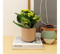 Carbeth Plants 3 X Yellow Real Kalanchoe Plants Flaming Katy In 10.5Cm Pots - Low Maintenance Live Flowering Succulent Houseplant