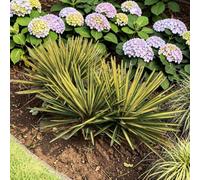 Carbeth Plants 3 X Yucca Filamentosa Colour Guard In 9Cm Pot - Variegated Needle Palm