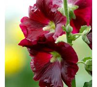 Carbeth Plants 30 X Alcea Hollyhock Rood Bare Roots - Tall Red Pollinator Friendly Summer Flowering Perennial Shrub For Beds & Cut Flower Borders