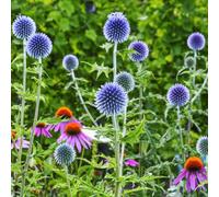 Carbeth Plants 30 X Echinops Ritro Bare Root - Light Blue Globe Thistle Pollinator Friendly Perennial For Drought Tolerant Pollinator Gardens