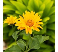 Carbeth Plants 30 X Heliopsis Scabra Bare Root - Tall Bushy Upright Yellow Summer Flowering Pollinator Friendly Perennial Shrub