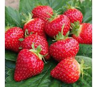 Carbeth Plants 36 X Strawberry Cambridge Favourite Bare Roots - High Yielding Fruit Plants For Beginners