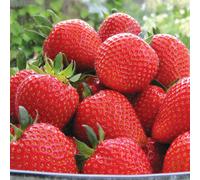 Carbeth Plants 36 X Strawberry Flamenco Bare Roots - High Yielding Fruit Plants For Beginners