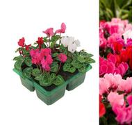 Carbeth Plants 4 X Cyclamen Mixed Garden Ready Plants - Alpine Violet Uk Hardy Flowering Perennials - Ideal For Beds, Containers Or Borders
