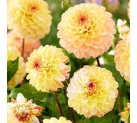 Carbeth Plants 4 X Dahlia Double Jill Summer Bulbs - Yellow White Apricot Decorative Summer Flowering Tubers - Herbaceous Perennial Garden Plant