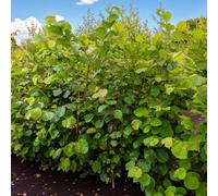 Carbeth Plants 4 X Hazel Bare Root Hedging - 40-60 Cm Corylus Avellana Hardy Deciduous Resilient Garden Shrubs For Wildlife Friendly Hedge
