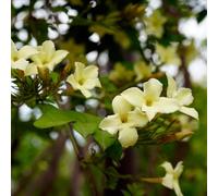 Carbeth Plants 4 X Jasmine Officinale Clotted Cream In 9Cm Pots - Deciduous Climber Plants