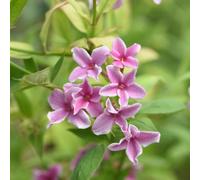 Carbeth Plants 4 X Jasmine X Stephanense - Starry Starry Summer Scent In 9Cm Pots