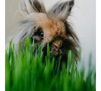 Carbeth Plants 4 X Rabbit Wheat Grass In 13Cm Pot - Natural Treat & Enrichment Plant - Edible Grass For Rabbits, Guinea Pigs & Small Pets