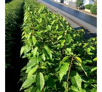 Carbeth Plants 4 X Wild Cherry Bare Root Hedging - 40-60 Cm Hardy Prunus Avium Live Wildlife Friendly Hedge Plants For Mixed Native Borders