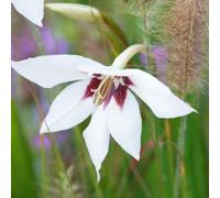 Carbeth Plants 40 X Acidanthera Gladiolus Murielae Bulbs - White Sword Lily Corms Herbaceous Perennials - Peacock Orchid For Planting Outdoors