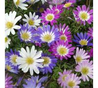 Carbeth Plants 40 X Anemone Blanda Mix Summer Bulbs - Grecian Windflower Spring Herbaceous Perennial Corms - Grow In Beds, Borders And Pots