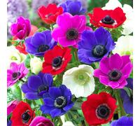 Carbeth Plants 40 X Anemone Da Caen Mix Summer Bulb Corms - Colourful Mixed Poppy Spring Flowering - Grow In Beds, Borders And Patio Pots