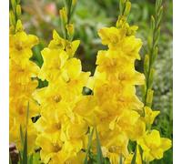 Carbeth Plants 40 X Gladioli Nova Lux Yellow Summer Bulbs - Gladiolus Sword Lilies Herbaceous Perennials Corms