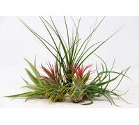 Carbeth Plants 5 X Air Plants Mixed Tillandsia - Large Plants - Indoor House Plants