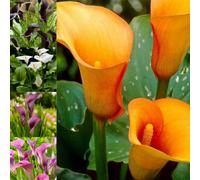 Carbeth Plants 5 X Calla Lily Elegant Bulb Mix - Zantedeschia - White, Purple, Apricot, Burgundy & Black Flowers - Summer Flowering Bulbs