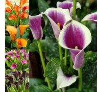 Carbeth Plants 5 X Calla Lily Modern Pop Bulb Mix - Zantedeschia - Soft Pink, Orange, Lilac, Apricot & Black Flowers - Summer Flowering