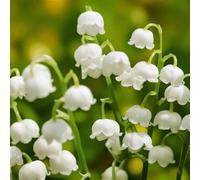 Carbeth Plants 5 X Double White Lily Of The Valley Bare Root - Rare Convallaria Prolificans Fragrant Early Spring Flowering Perennial Shrub