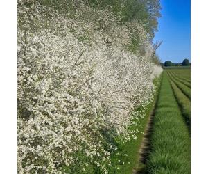 Carbeth Plants 50 X Blackthorn Bare Root Hedging - 40-60 Cm Prunus Spinosa Hardy Shrubs With Wildlife Friendly For Natural Hedging & Boundaries