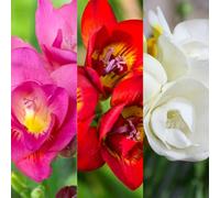 Carbeth Plants 50 X Freesia Double Berries & Cream Mix Summer Bulbs - Fragrant Herbaceous Perennial Corms - Grow In Beds, Borders And Pots