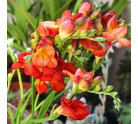 Carbeth Plants 50 X Freesia Double Red Summer Bulbs - Fragrant Herbaceous Perennial Corms - Grow In Beds, Borders And Patio Pots