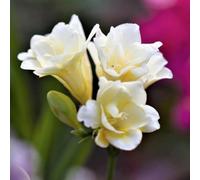 Carbeth Plants 50 X Freesia Double White Summer Bulbs - Fragrant Herbaceous Perennial Corms - Grow In Beds, Borders And Patio Pots