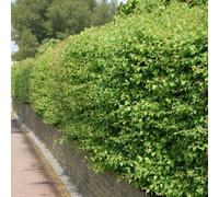 Carbeth Plants 50 X Hawthorn Bare Root Hedging - 40-60 Cm High Crataegus Momogyna Native Uk Fast Growing Live Ready To Plant Boundary Shrubs