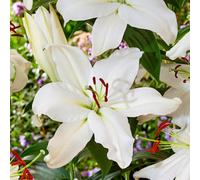 Carbeth Plants 50 X Oriental Lily Snowy Mountain Summer Bulbs - Easy To Grow Summer Blooms