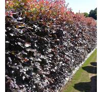 Carbeth Plants 50 X Purple Beech Bare Root Hedging - 40-60 Cm High Fagus Sylvatica Purpurea Live Ready To Plant Shrubs For Screened Hedging